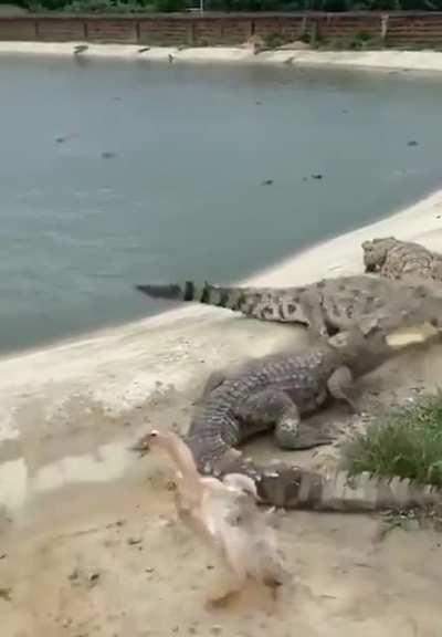 Poor hungry crocs.