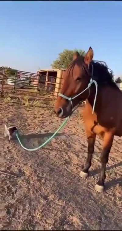 Adorable wrangler