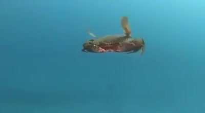 crab
