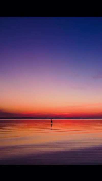 A moment of Zen. A Blue Heron watches the Sunrise