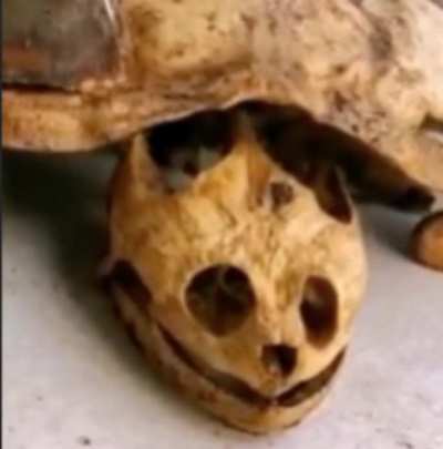 gaster blaster (real)