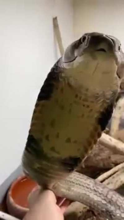 King Cobra gets up close and personal with the person who posted this first... Not me! No way!