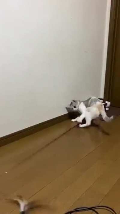 No one is free to play with this fellow
