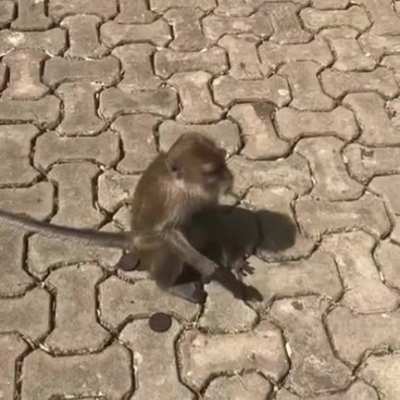 Monke knows this is the only right way to eat Oreos.