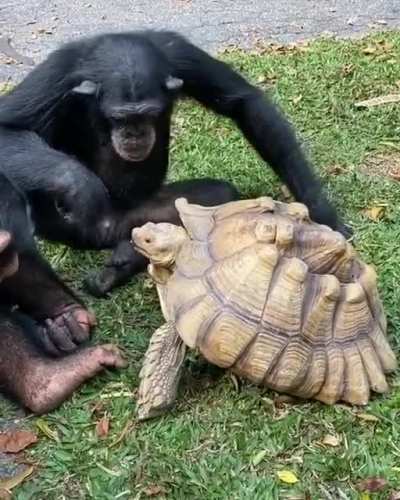 Here ya go little shelled friend!