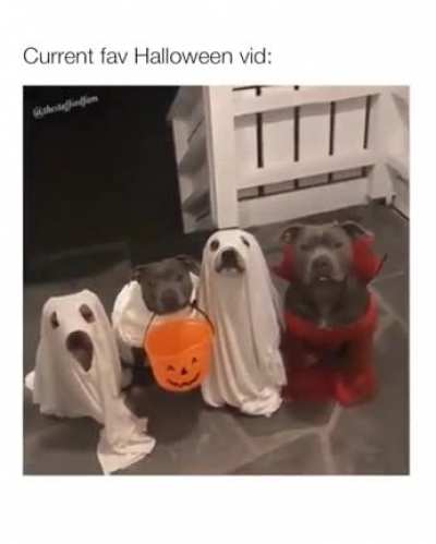 HAPPY HALLOWEENIE🐶