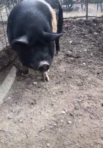 screw this pig