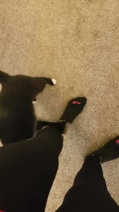 Attack the human!