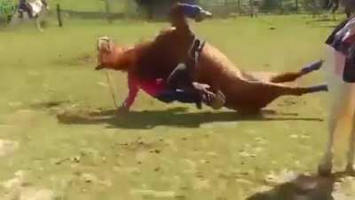 Mestre cavalo