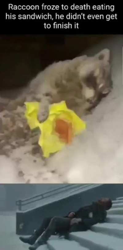 No raccoon