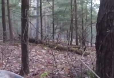 Calling turkeys in the bush...