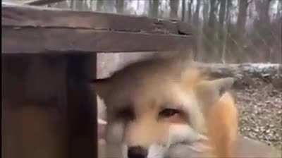 Perfectly cut boop