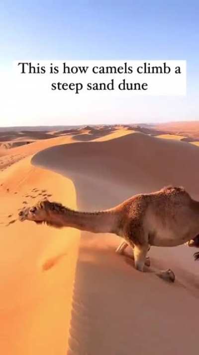 How camels climb steep hills