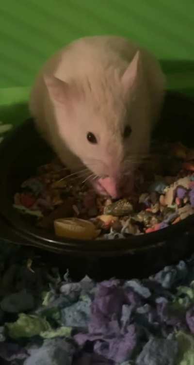 meet my new hamster Fluffy