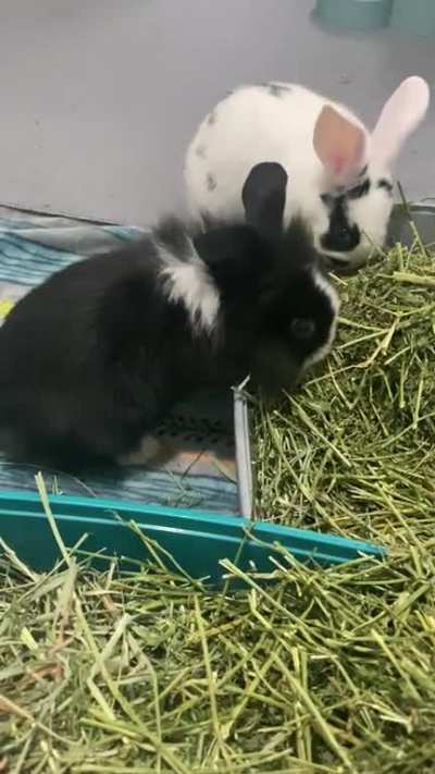 Elvis Parsley & Sir ThumpsAlot as babies 🥰🥹