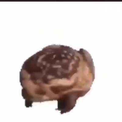 frog