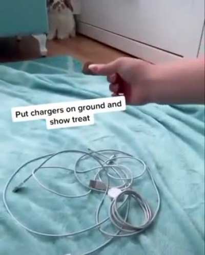 SLPT: Save your chargers from bunnies