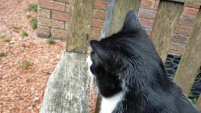 Rare footage of my cat meowing (sorta)
