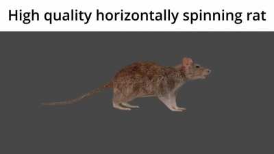 rat