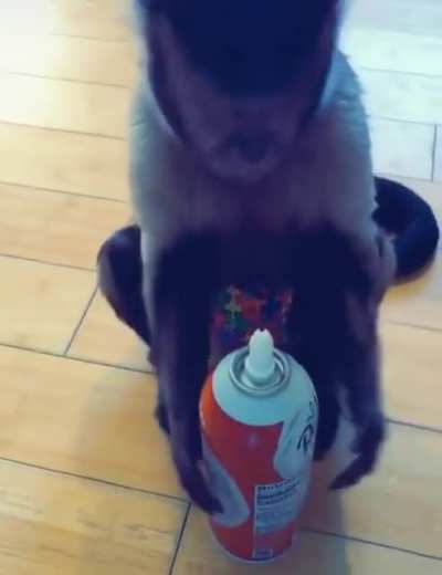 Monkey really likes his whipped cream!