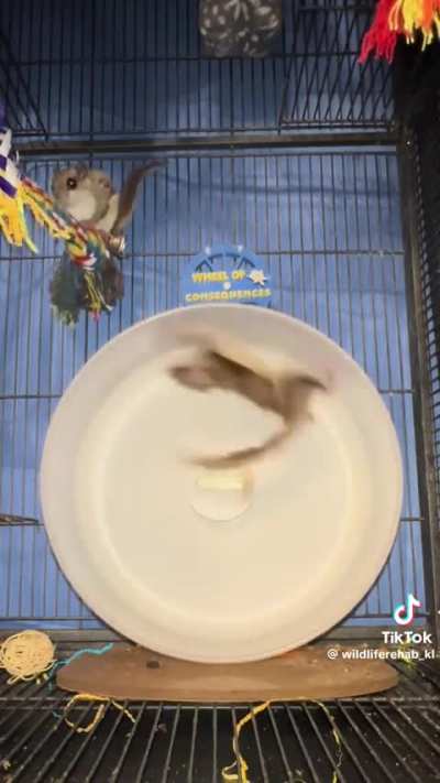 Flying Squirrel Overture