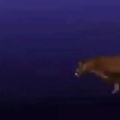 How to defeat a tiger