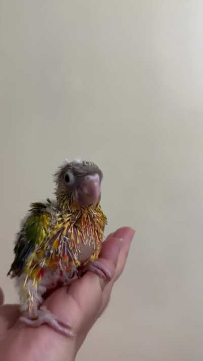 Baby GCC