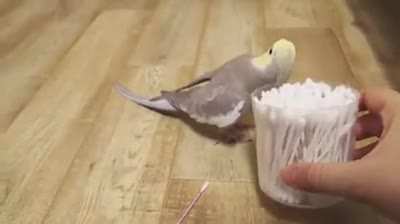 Found I've a lot of birds meme accumulated in my phone, so I decided to share them, here's the first one 