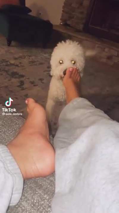 dog n sum toes