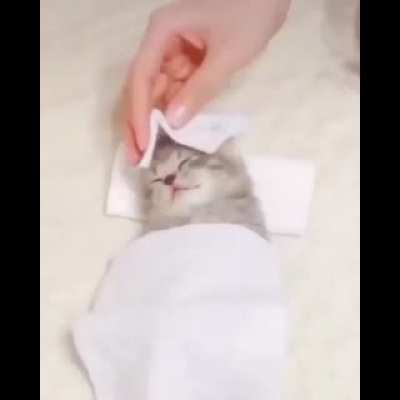Very nice kitty