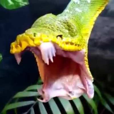 Emerald Tree Boa doing a yawn