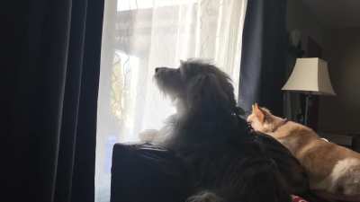 Our dog Bunny was quite traumatized from a visit to the vet. She did this for quite a while.
