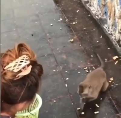 Is this a cat?