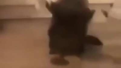 pobre gato
