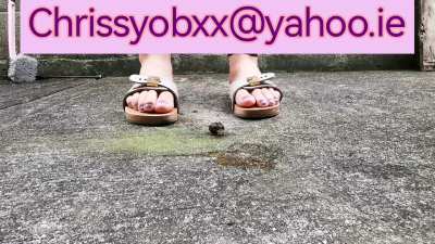 Scholl crush snails