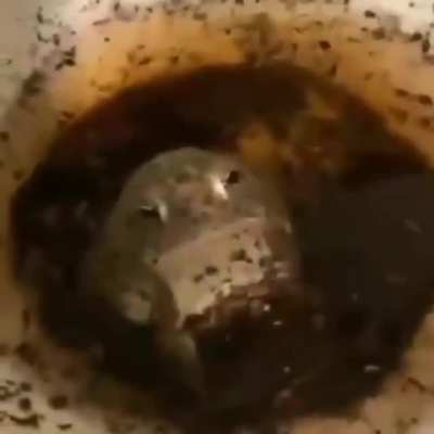 sapo