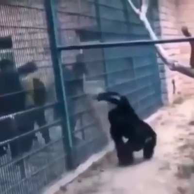 Monke protec