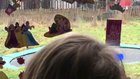 Sheep discovers how to use a trampoline