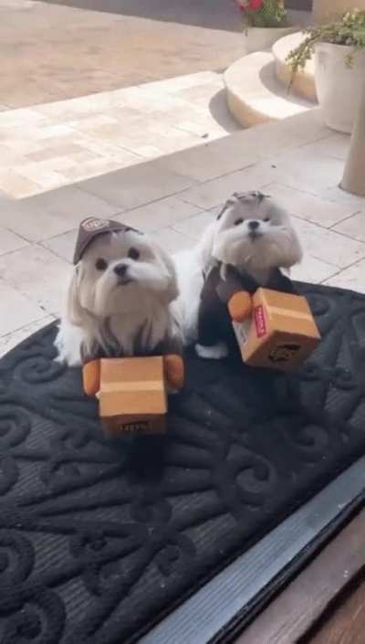 Delivery. The P (UPS) are here.