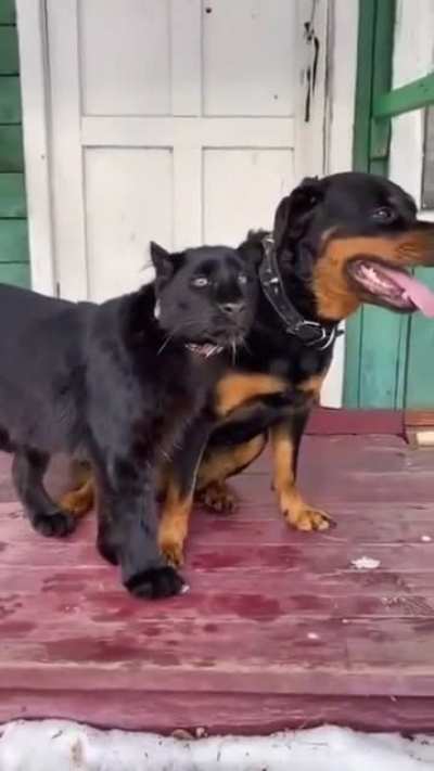 Black panther attacks Rottweiler.