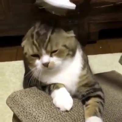 Brushy Brushy