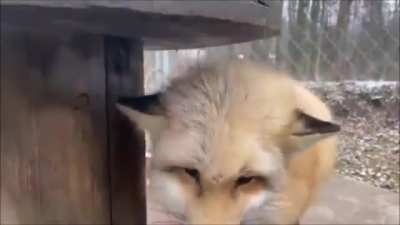 boop