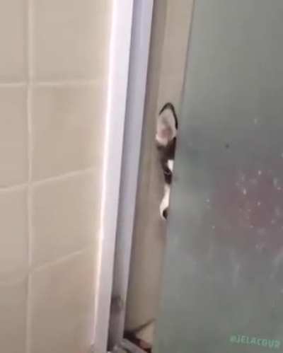 System of a Down Husky