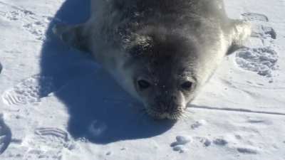this seal says 