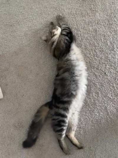 Cosmo's trills and cuddle rolls draw you in...