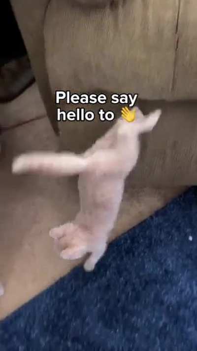 Say hello to muffin 👋😸