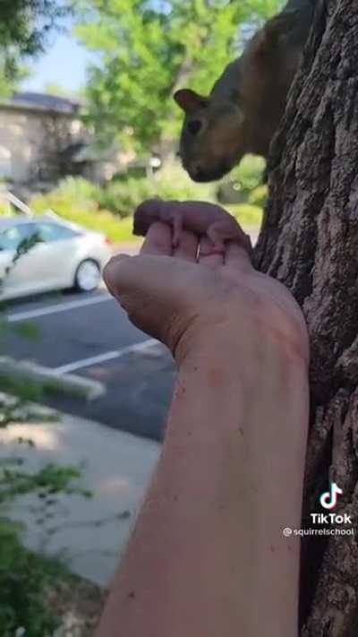 Squirrel adoption