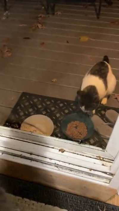 Inside cat doesn’t like outside cat