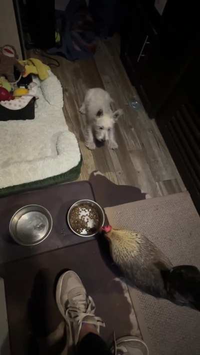 CHICKEN VS WESTIE