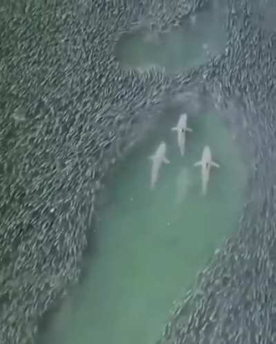 These are the kings of the oceans